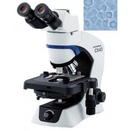 Прямой биологический микроскоп OLYMPUS Evident CX43